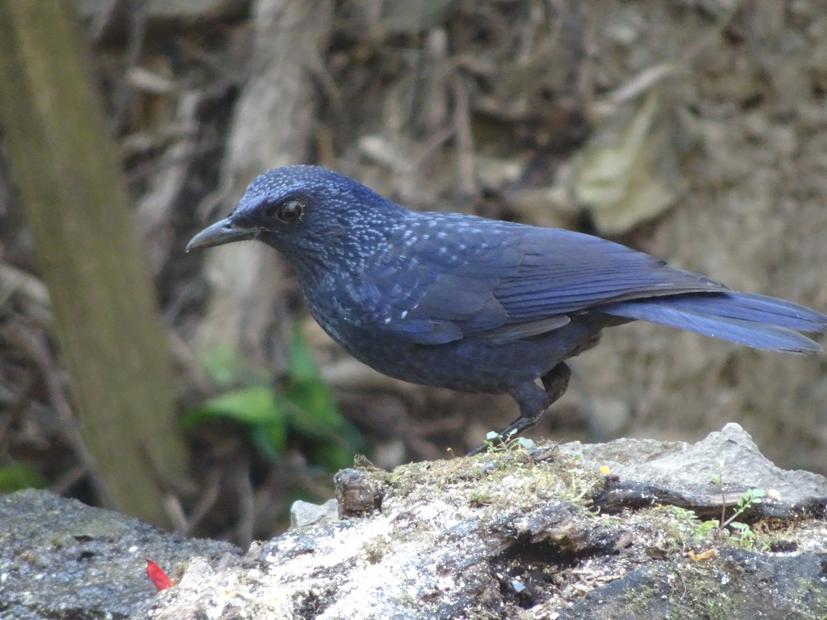 Blue Whistling-Thrush (Black-billed) - ML543789971