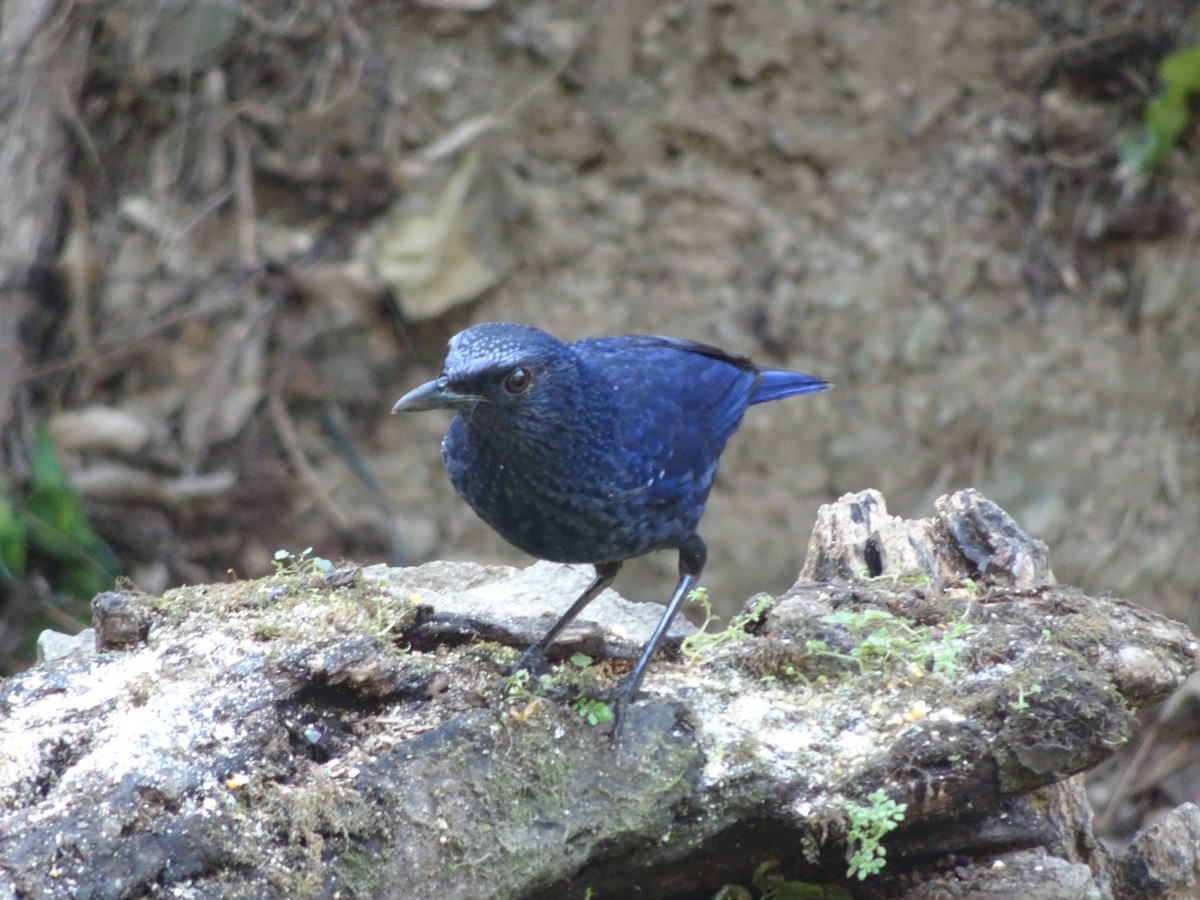 Синяя птица (caeruleus) - ML543789991