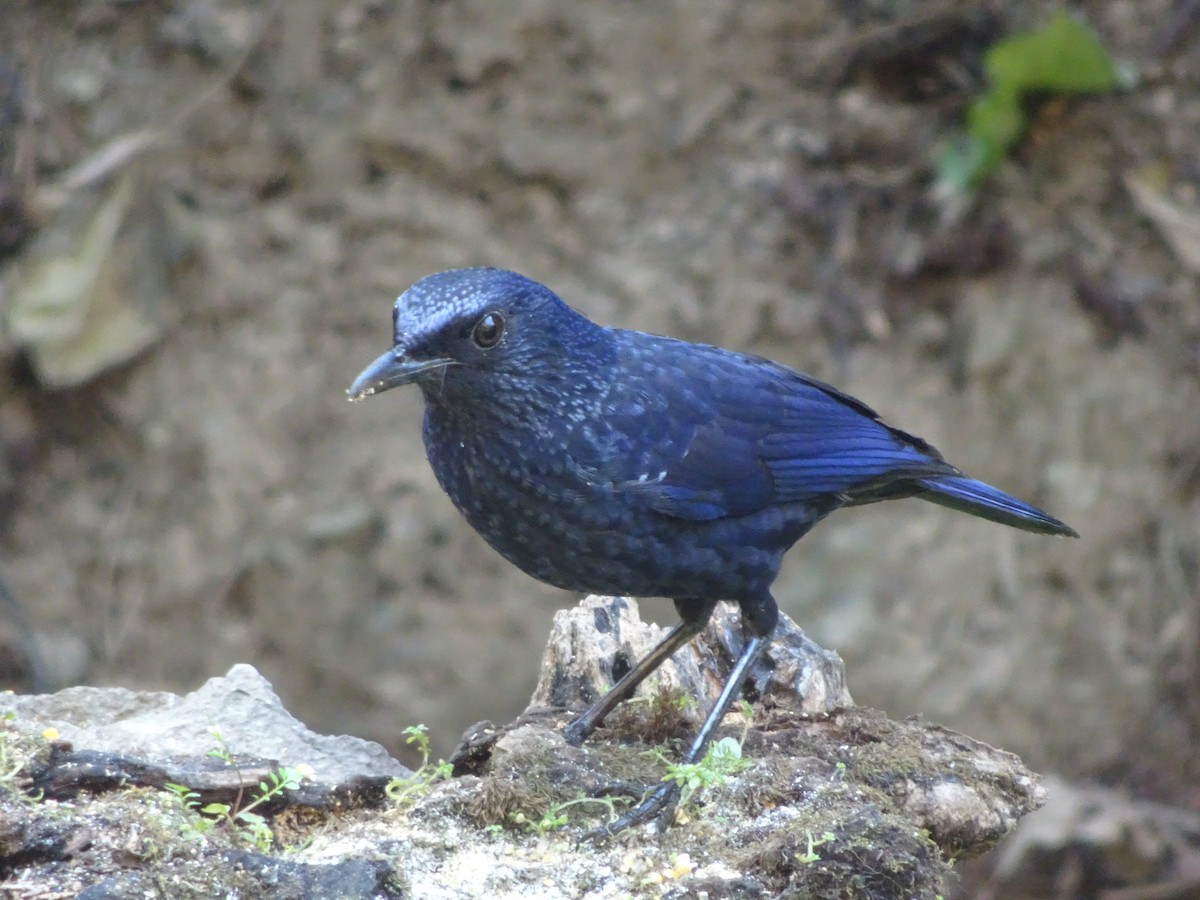 Синяя птица (caeruleus) - ML543790001