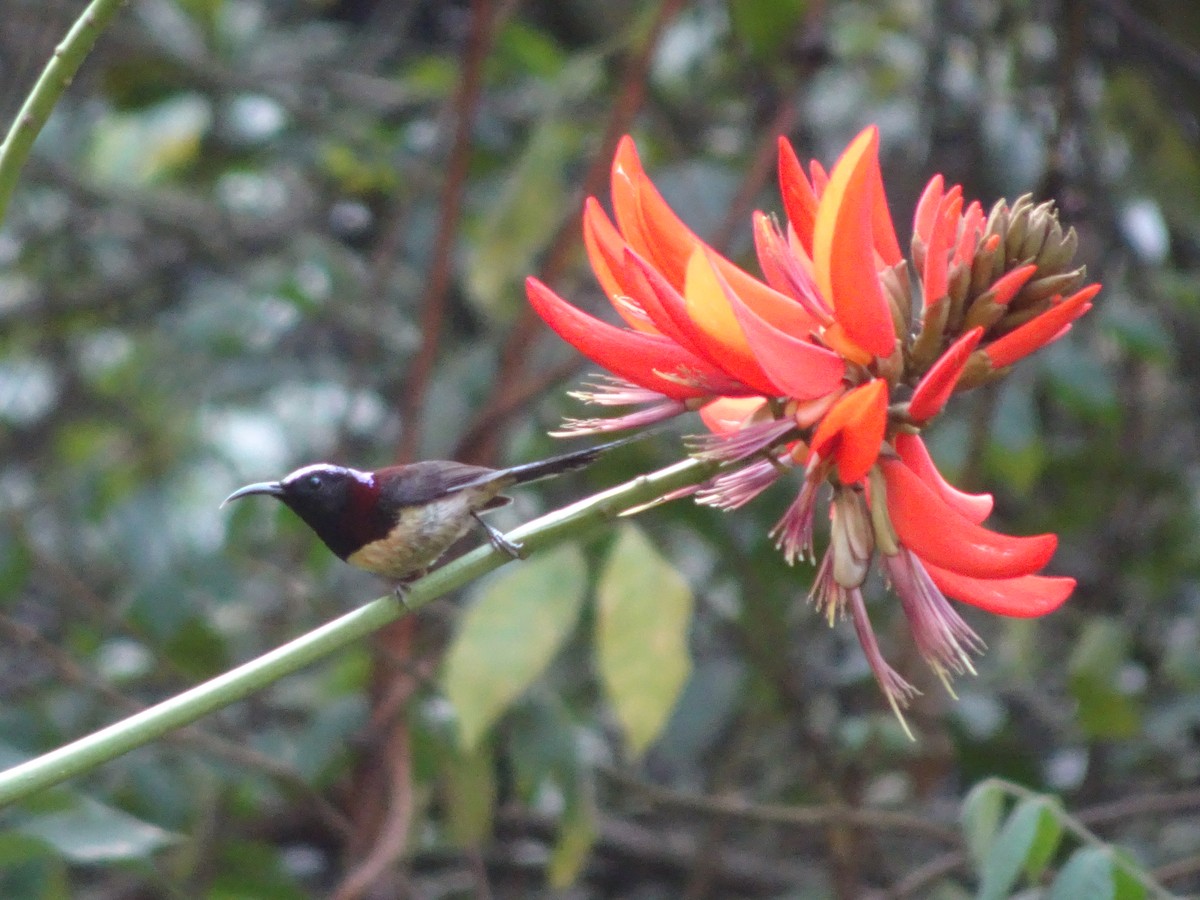 Black-throated Sunbird - ML543790251