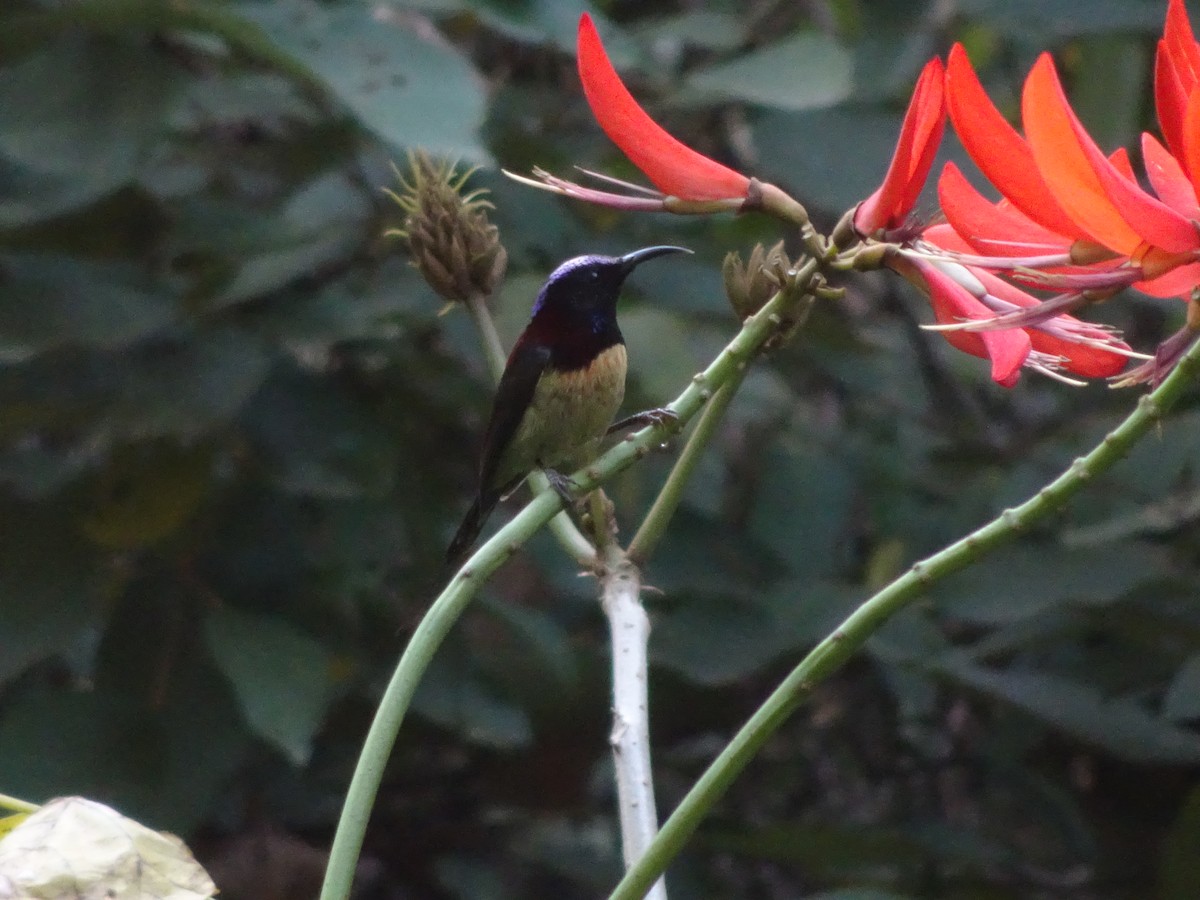 Black-throated Sunbird - ML543790261