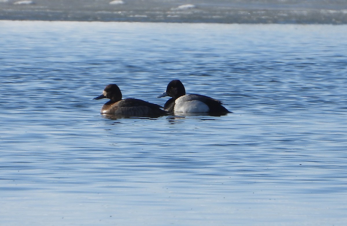 Lesser Scaup - Tom Wuenschell