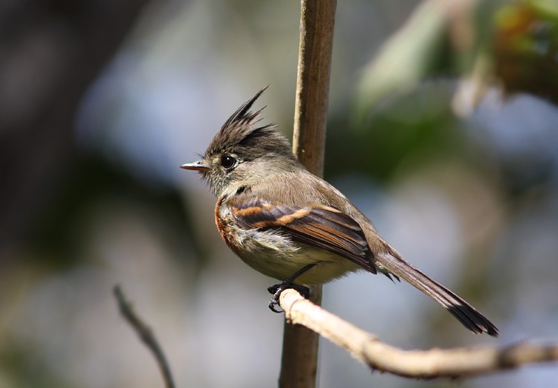 Belted Flycatcher - ML54379061