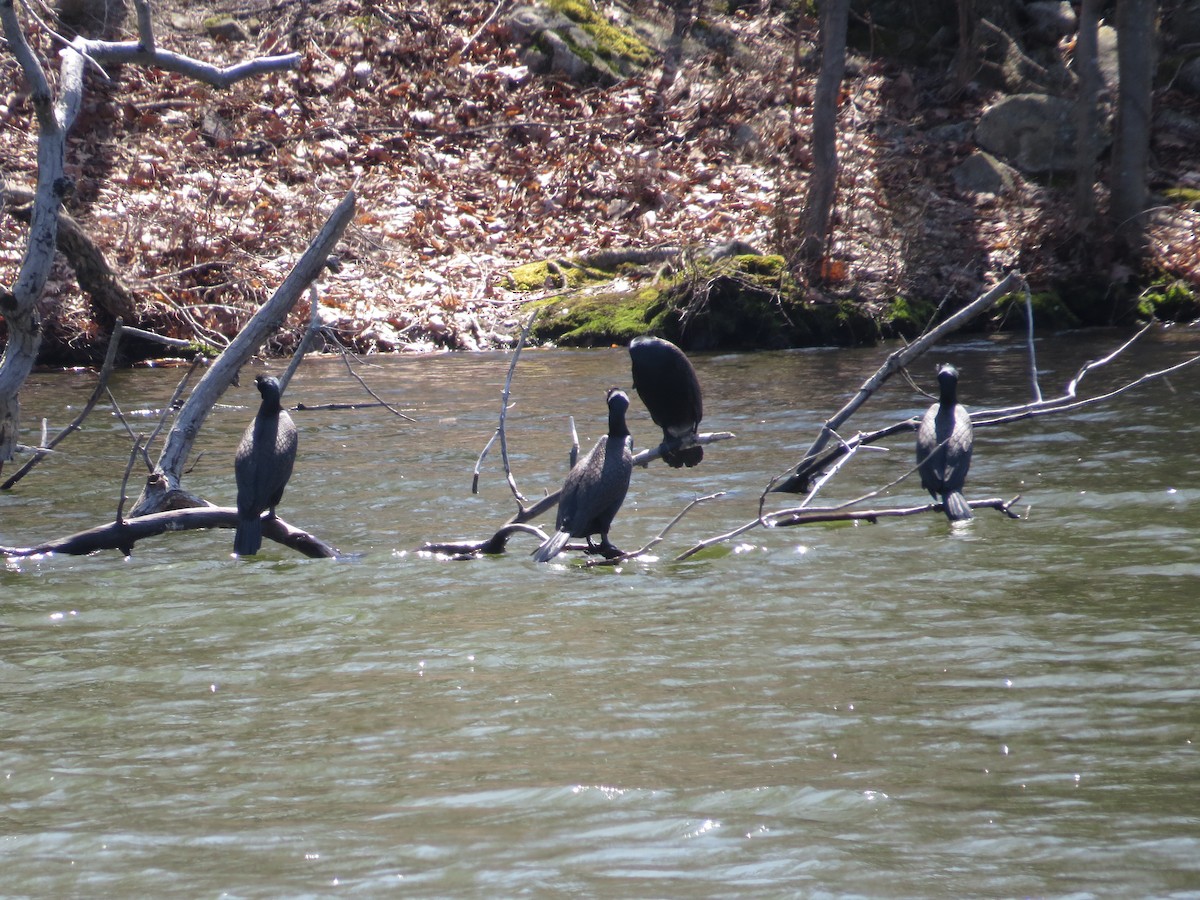 Double-crested Cormorant - valerie heemstra