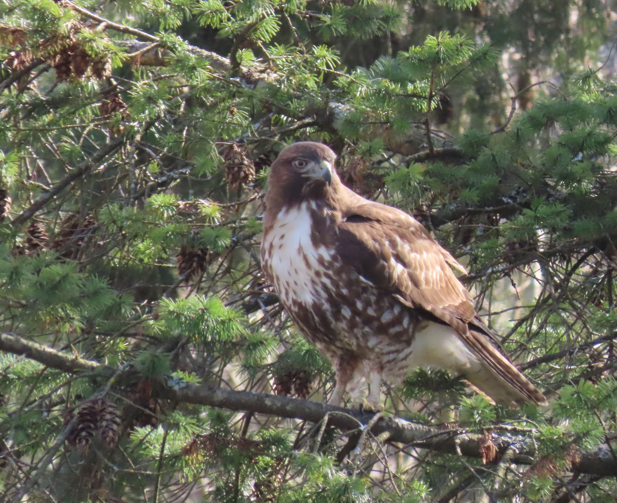 Red-tailed Hawk - ML543794991