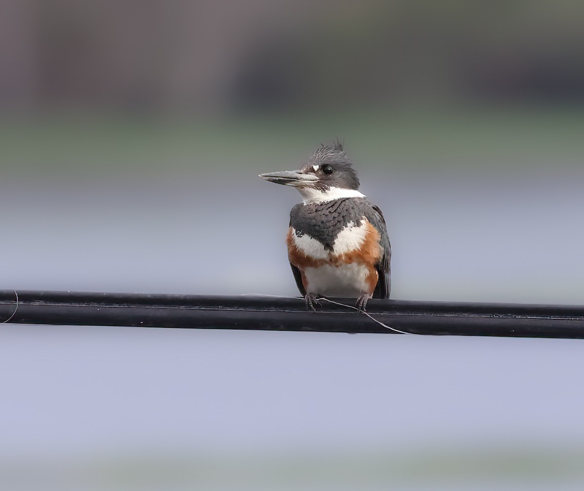 Belted Kingfisher - ML543796461