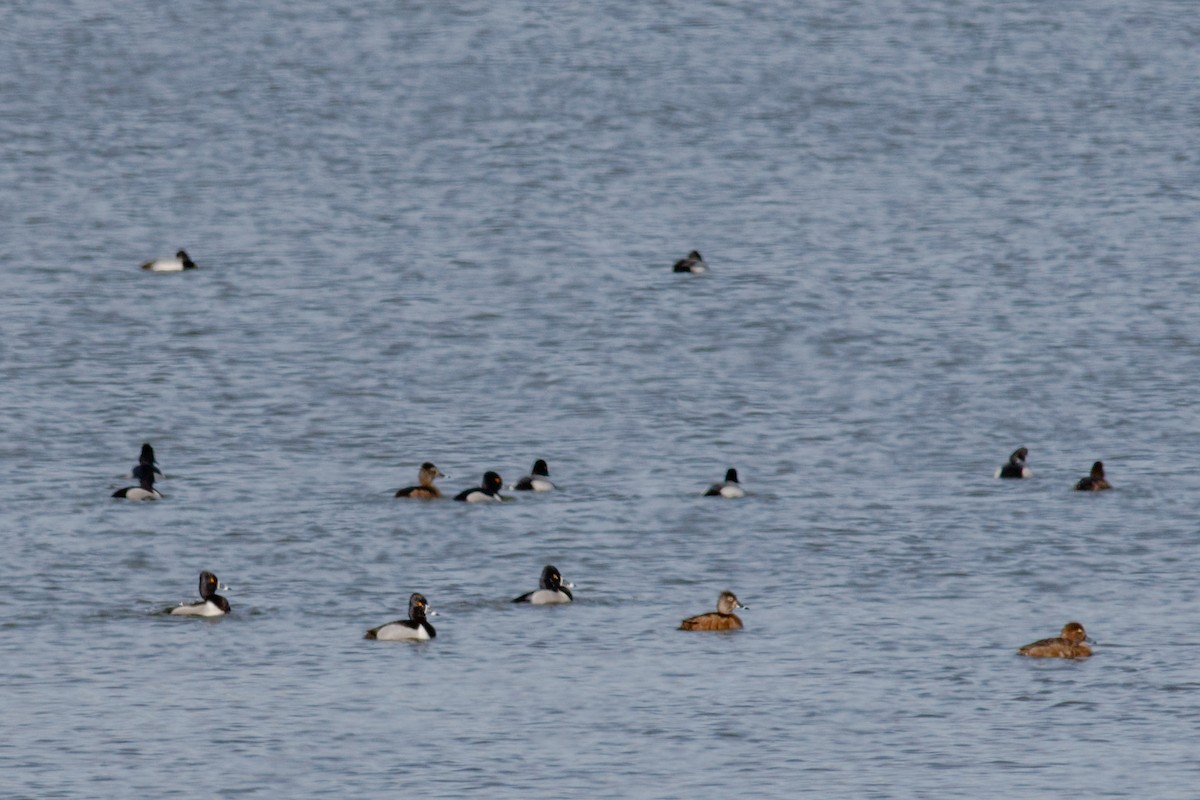 Ring-necked Duck - ML543797301