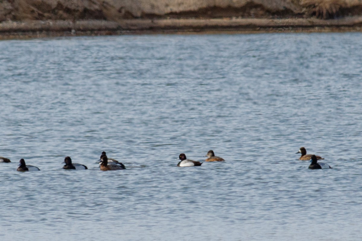 Lesser Scaup - ML543797581