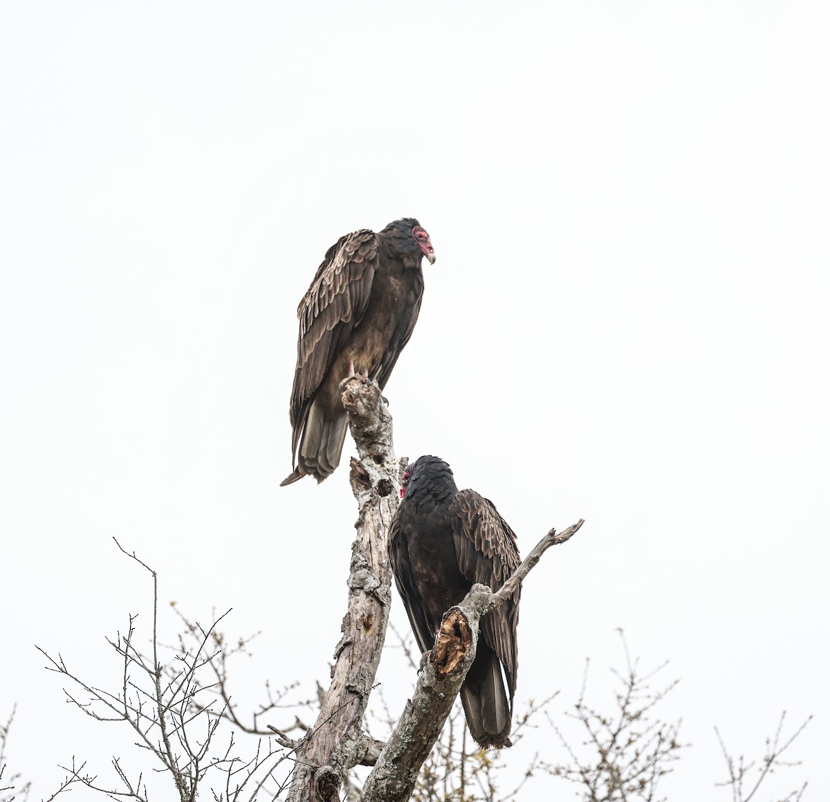 Turkey Vulture - ML543797991