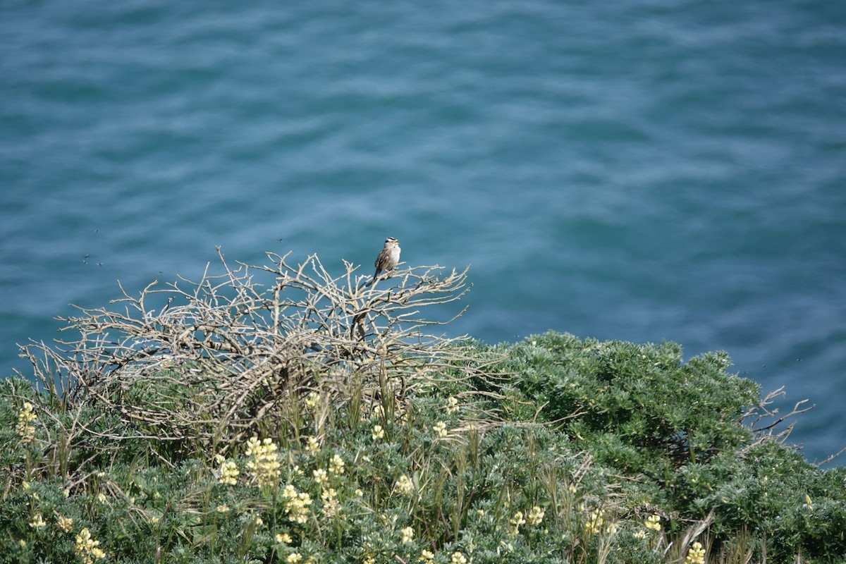 White-crowned Sparrow - ML543798201