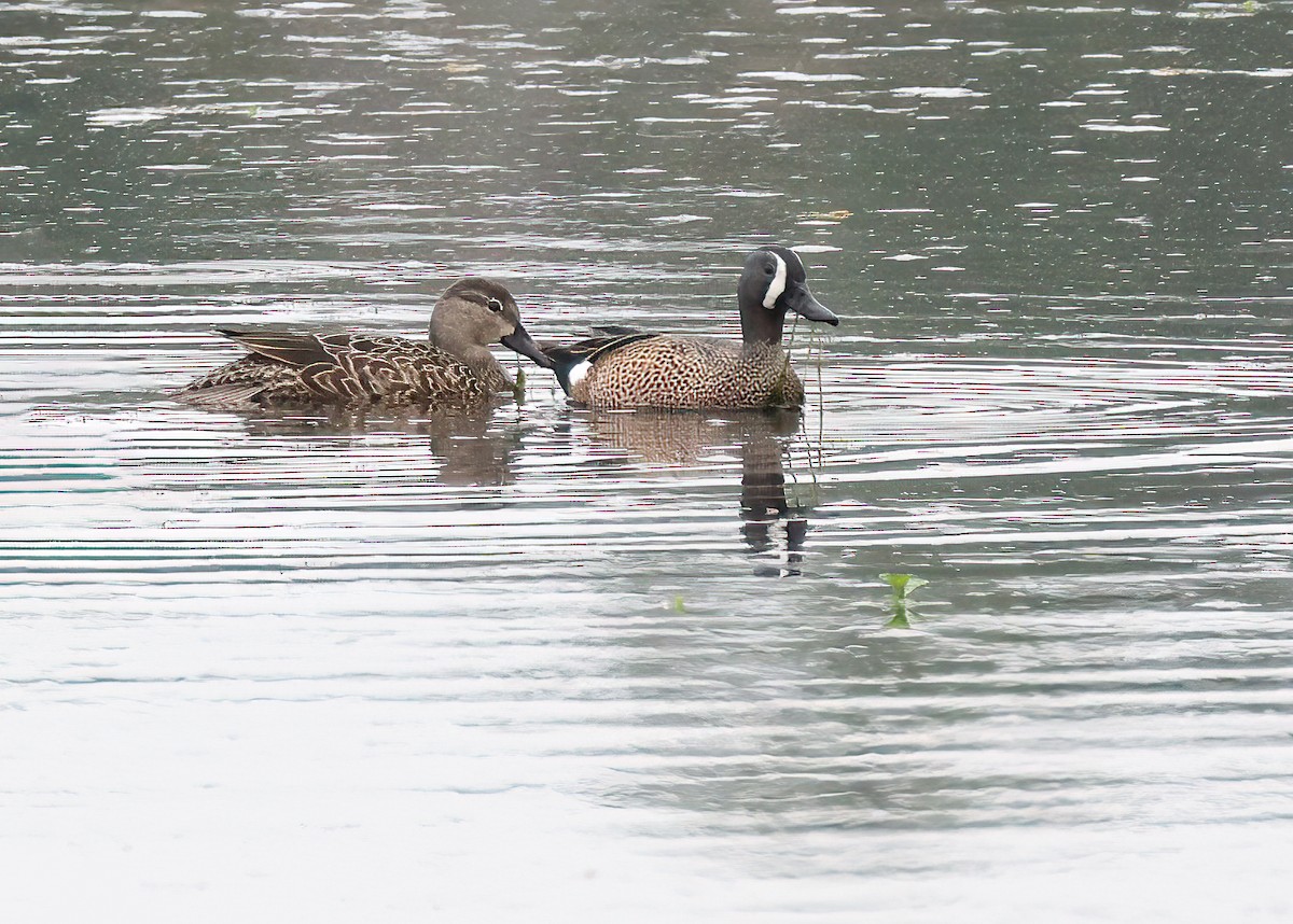 Blue-winged Teal - ML543798301