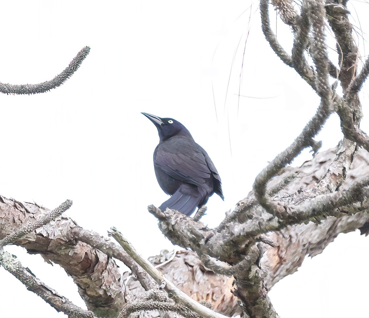 Common Grackle - ML543799111
