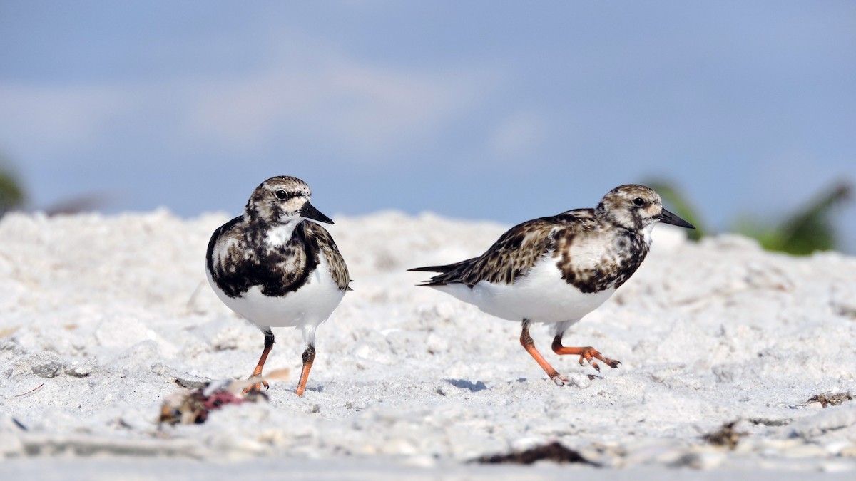 Ruddy Turnstone - ML543800201