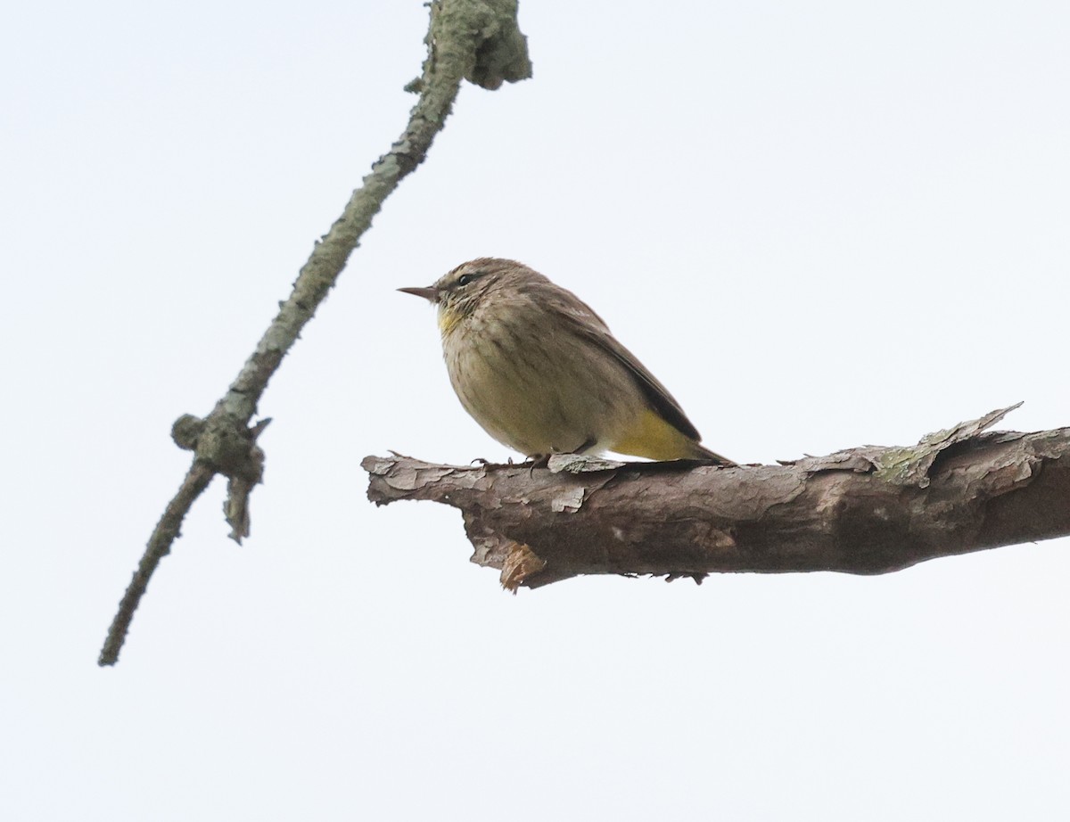 Yellow-rumped Warbler - ML543800321