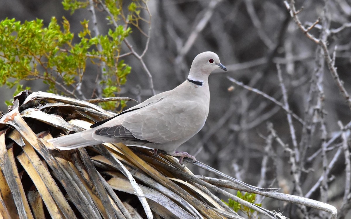 Eurasian Collared-Dove - ML543800671