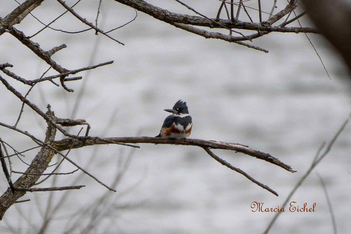 Belted Kingfisher - Marcia Eichel