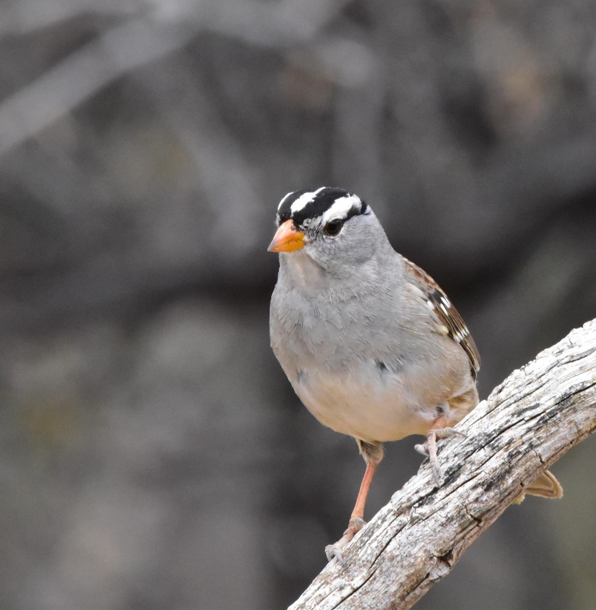 White-crowned Sparrow - Greg Jackson