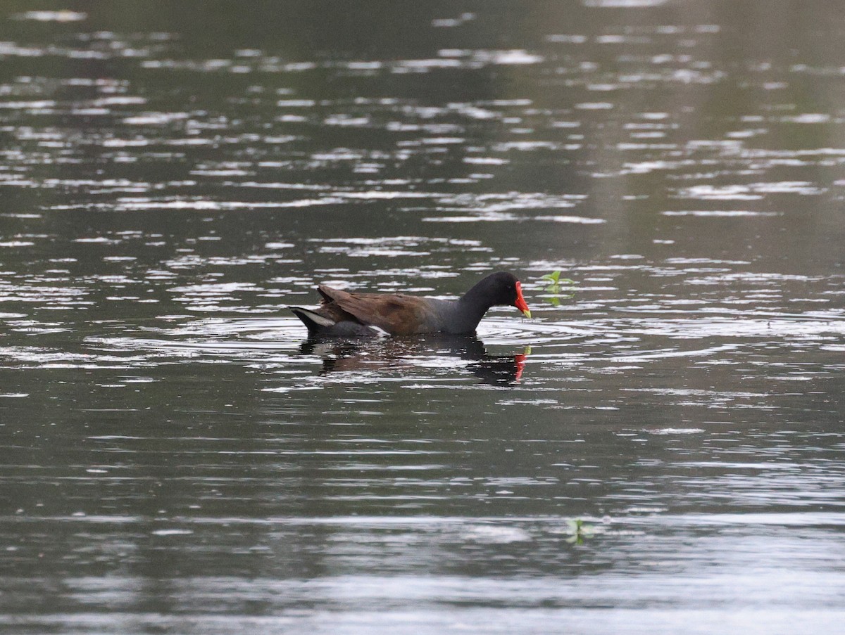 Common Gallinule - ML543801691