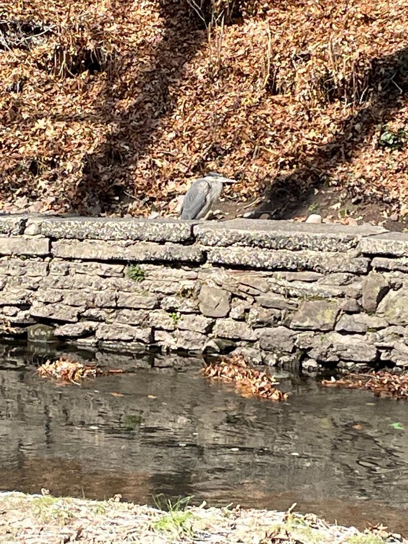 Great Blue Heron - ML543803061