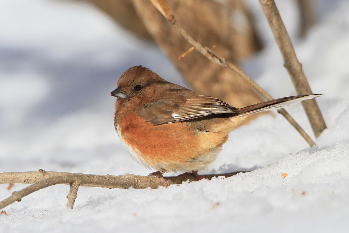 Eastern Towhee - ML543803121