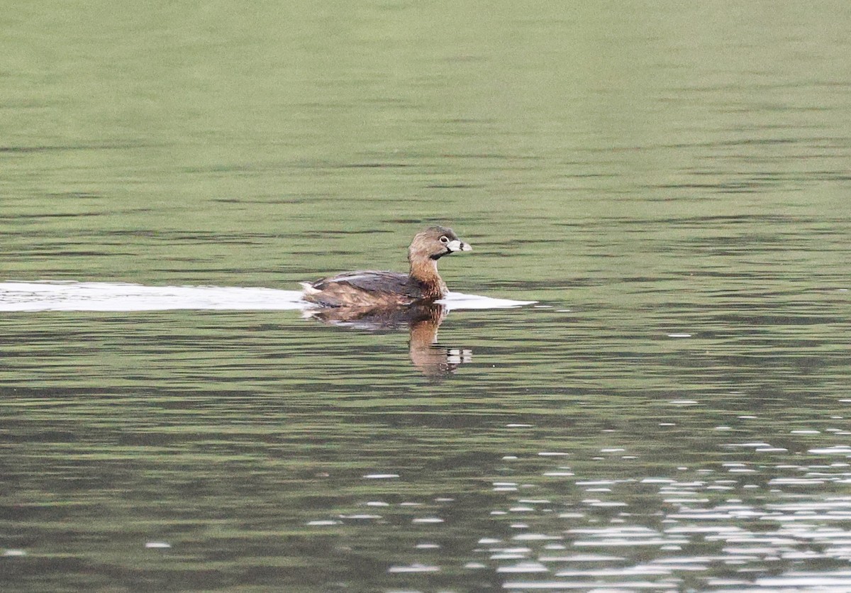 Pied-billed Grebe - ML543803801