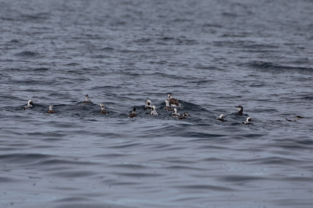 Long-tailed Duck - ML543805101