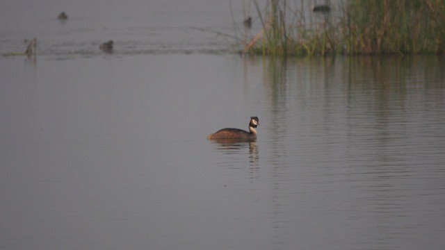 Great Crested Grebe - ML543805351