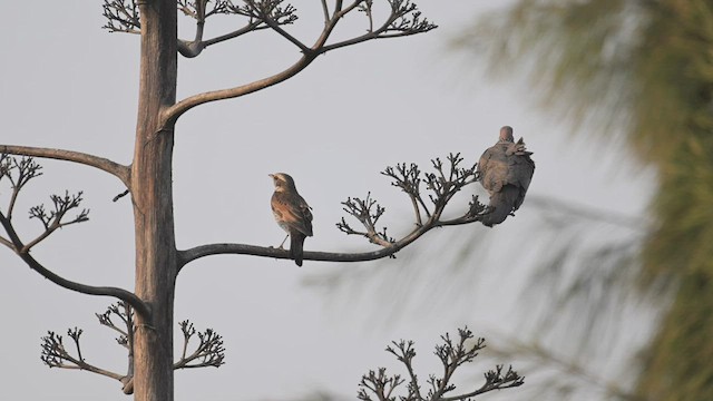 Dusky Thrush - ML543808561