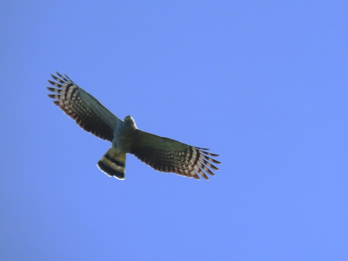 Hook-billed Kite - ML543811851