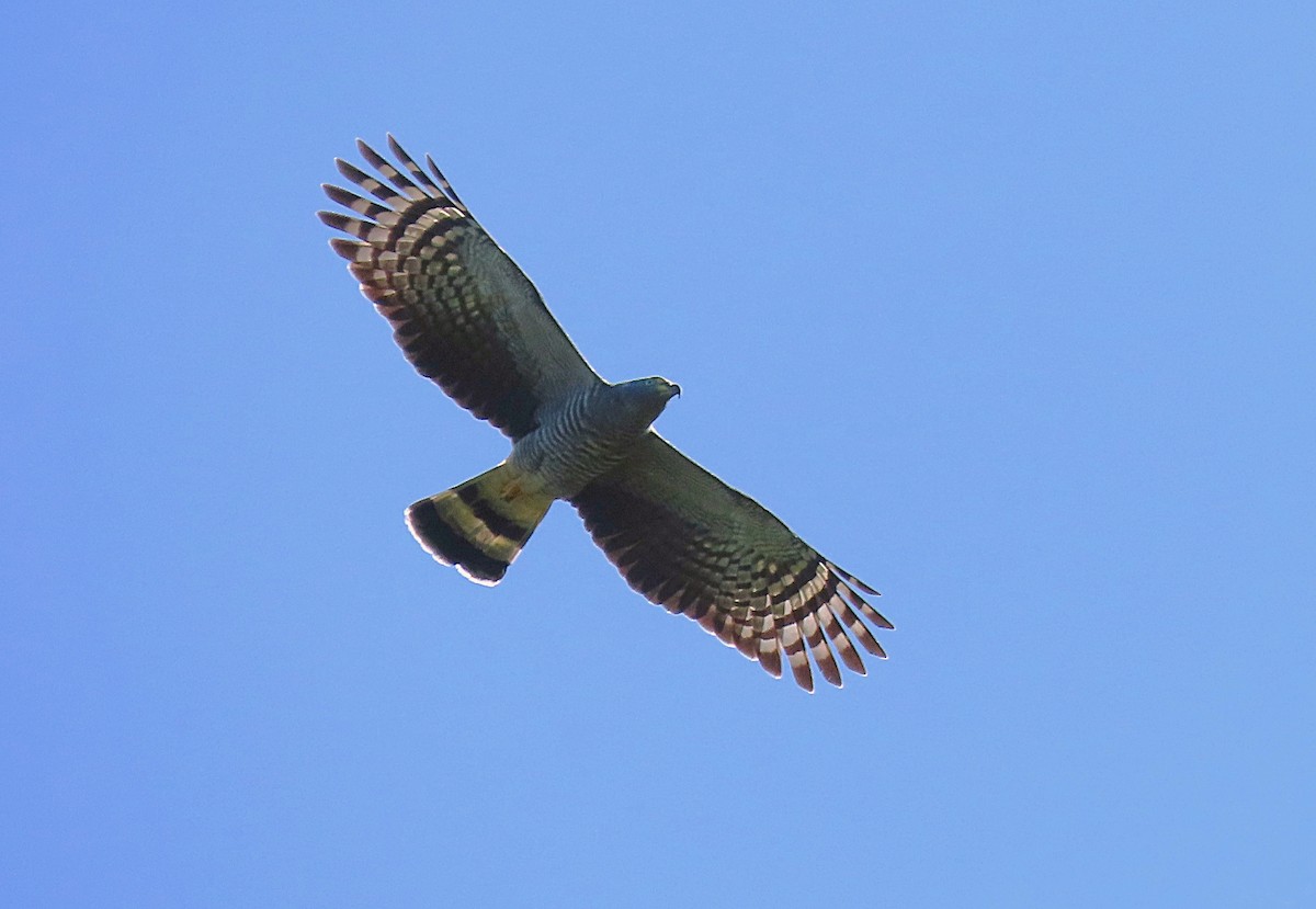 Hook-billed Kite - ML543811861