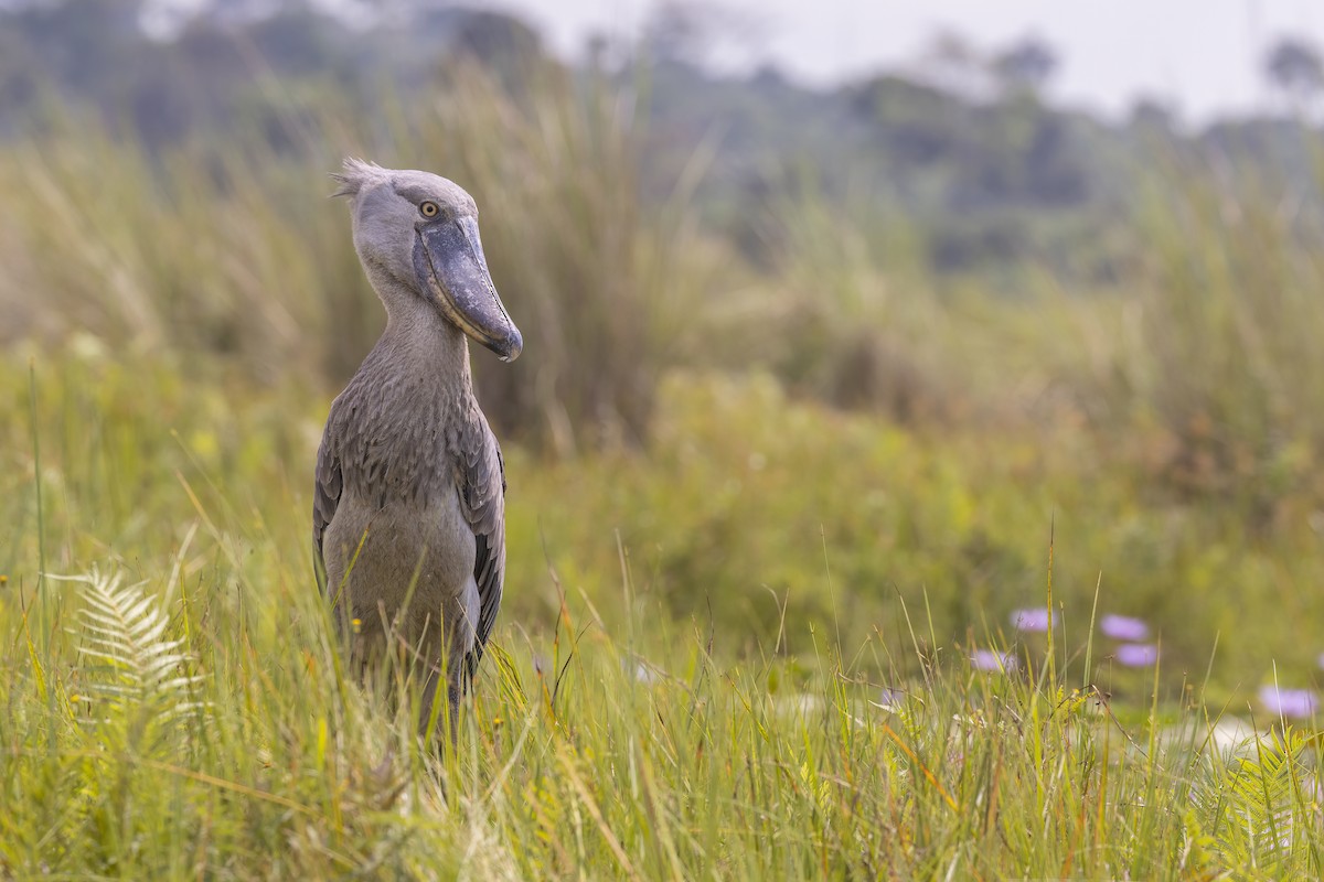 Shoebill - ML543812351