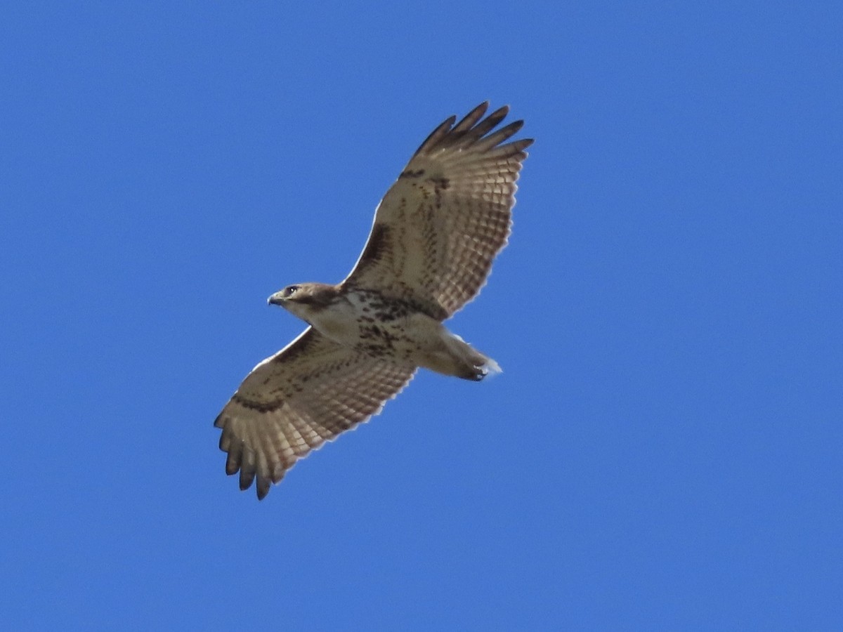 Red-tailed Hawk - ML543812781