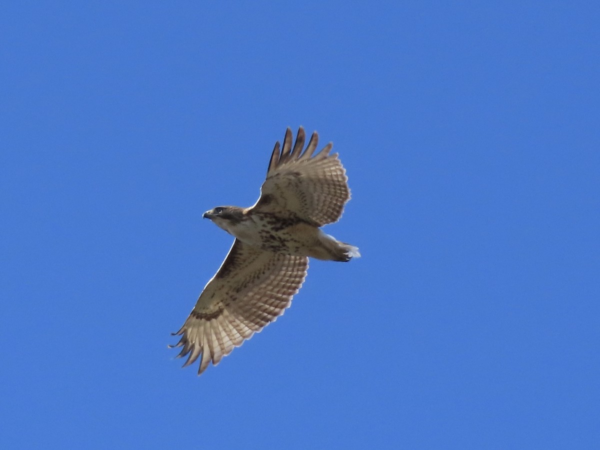 Red-tailed Hawk - ML543812791