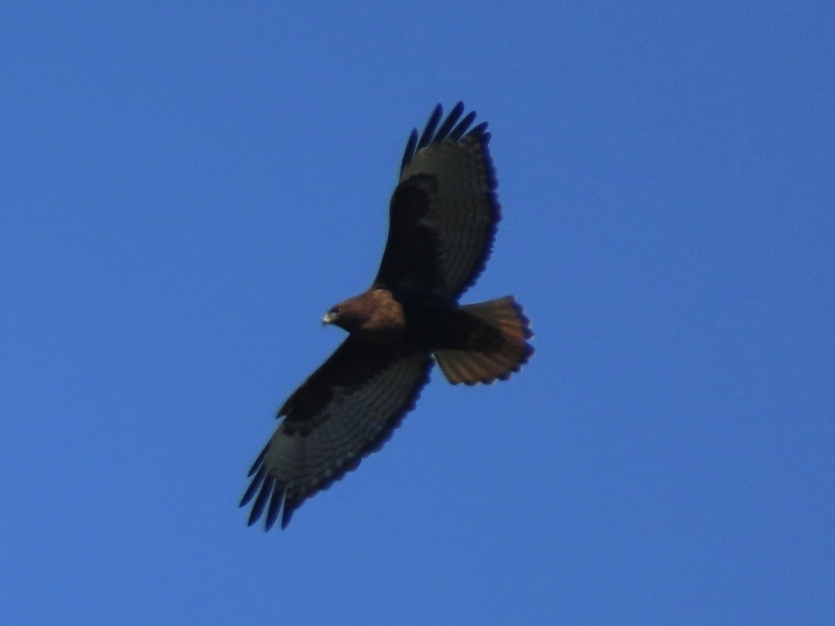 Red-tailed Hawk (calurus/abieticola) - ML543812951