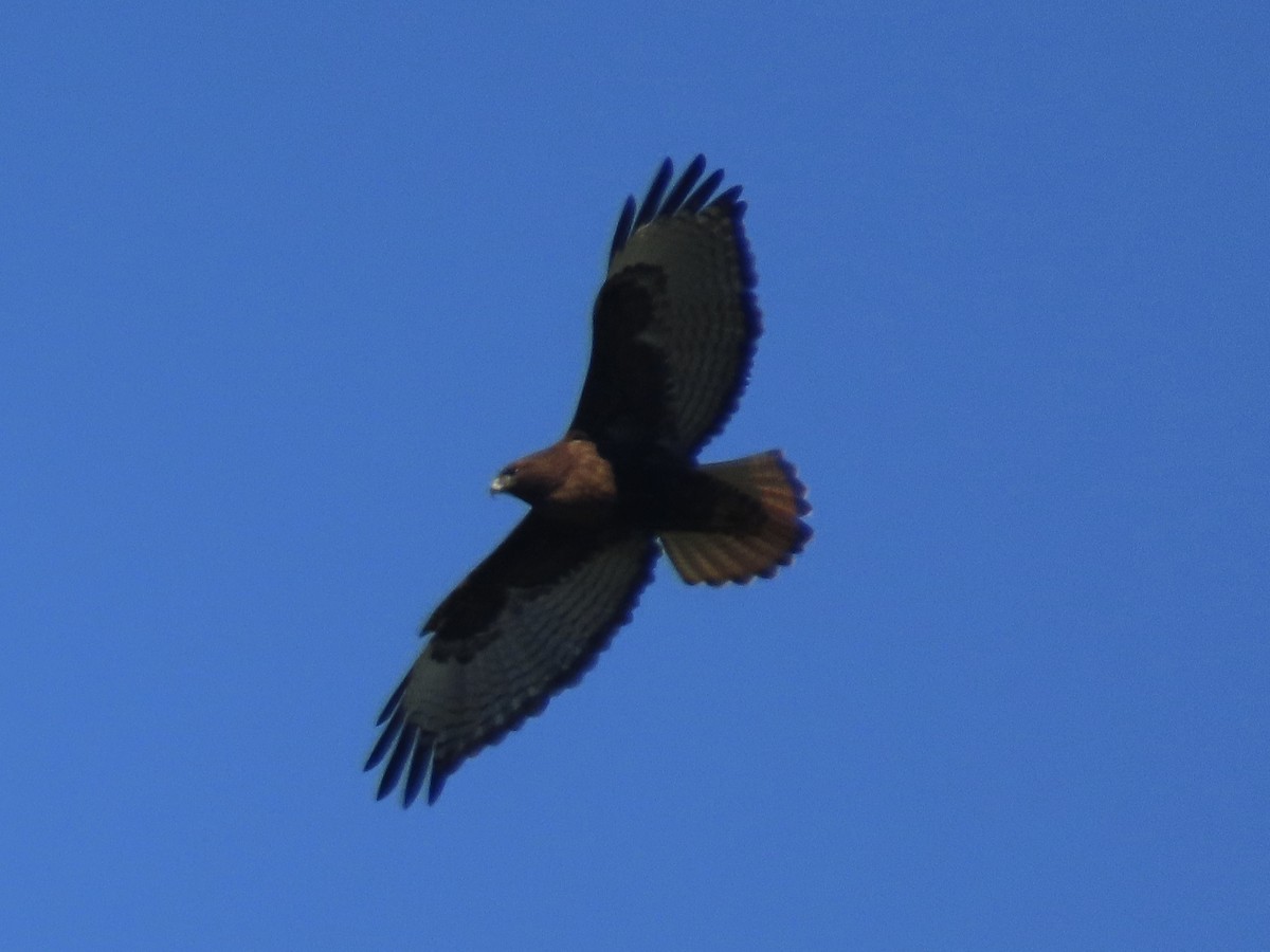 káně rudochvostá (ssp. calurus/abieticola) - ML543812951