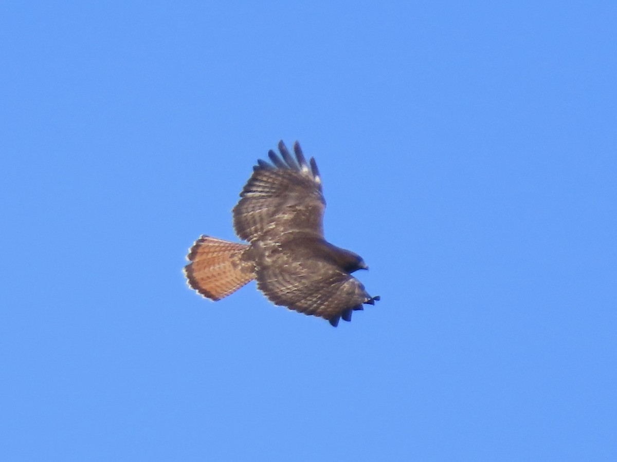 Red-tailed Hawk (calurus/abieticola) - ML543812961
