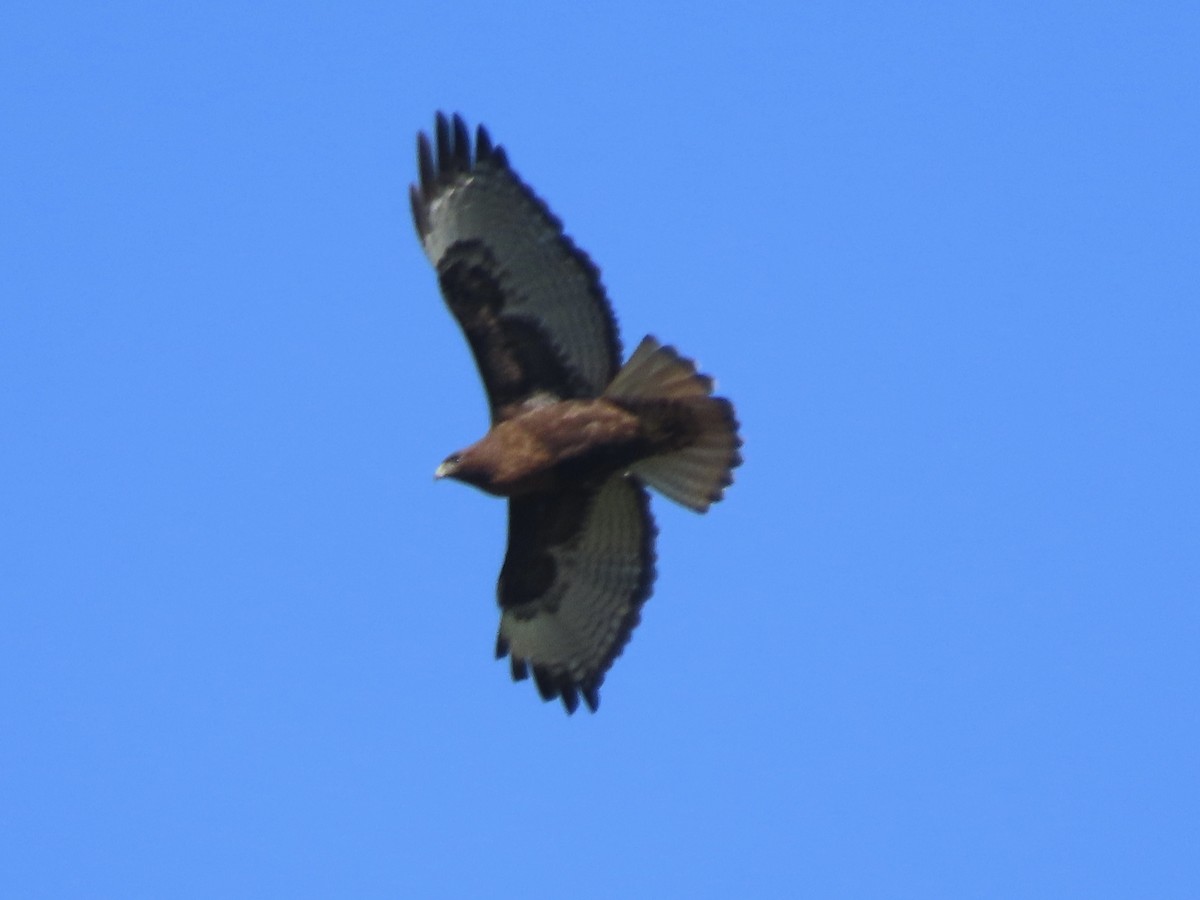 Red-tailed Hawk (calurus/abieticola) - ML543812971