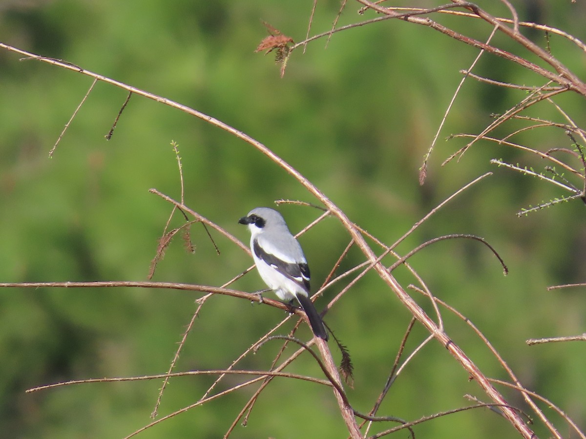 Loggerhead Shrike - ML543813001