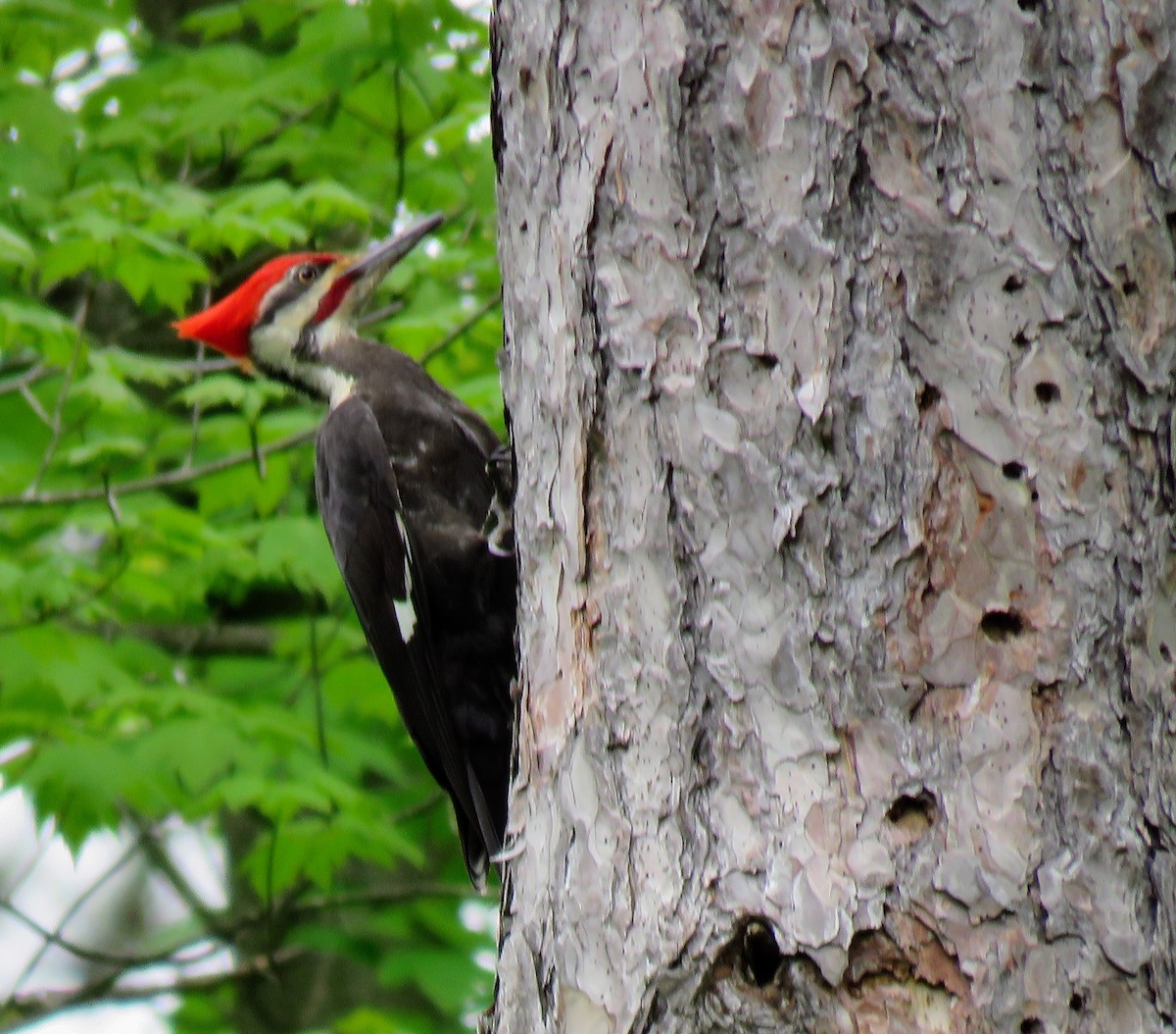 Pileated Woodpecker - ML543813591