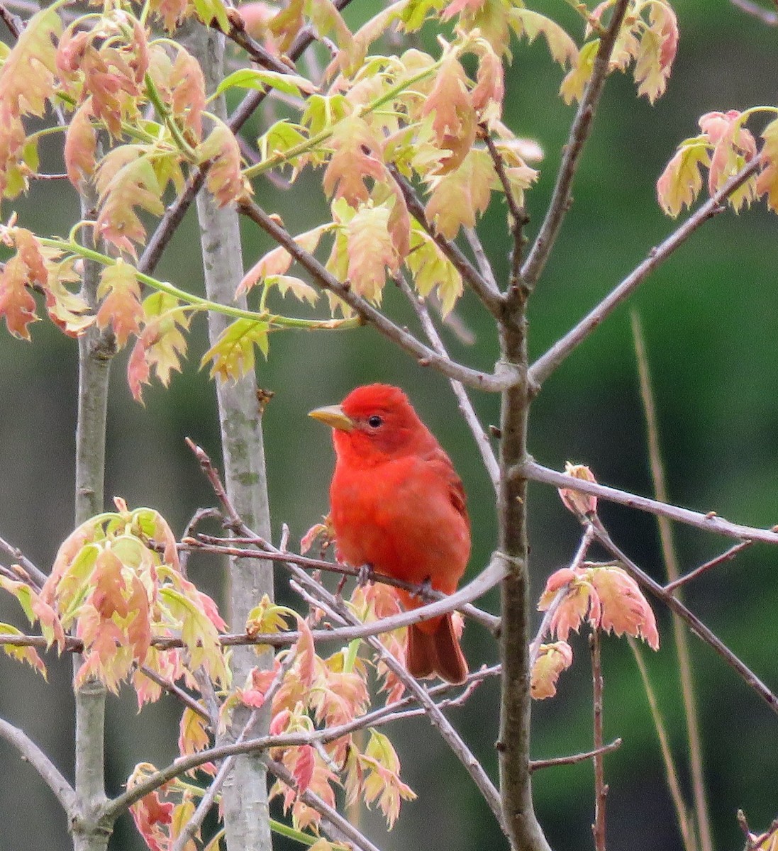 Summer Tanager - ML543814481