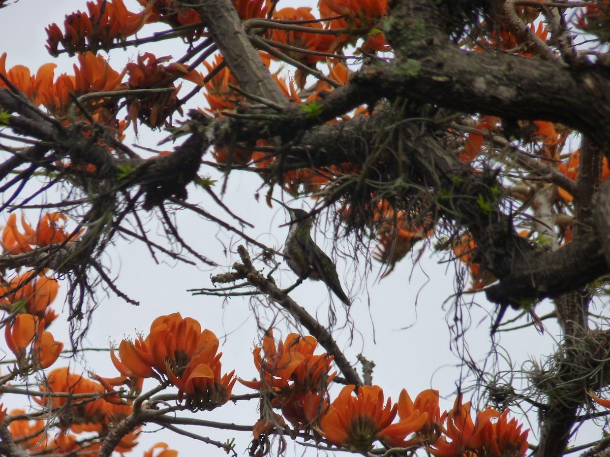 Black-throated Mango - ML543815071