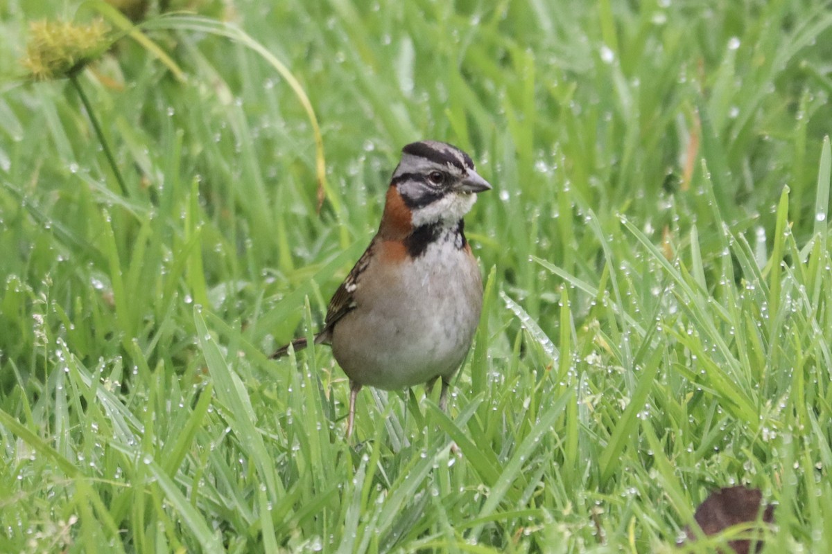 Rufous-collared Sparrow - ML543815161