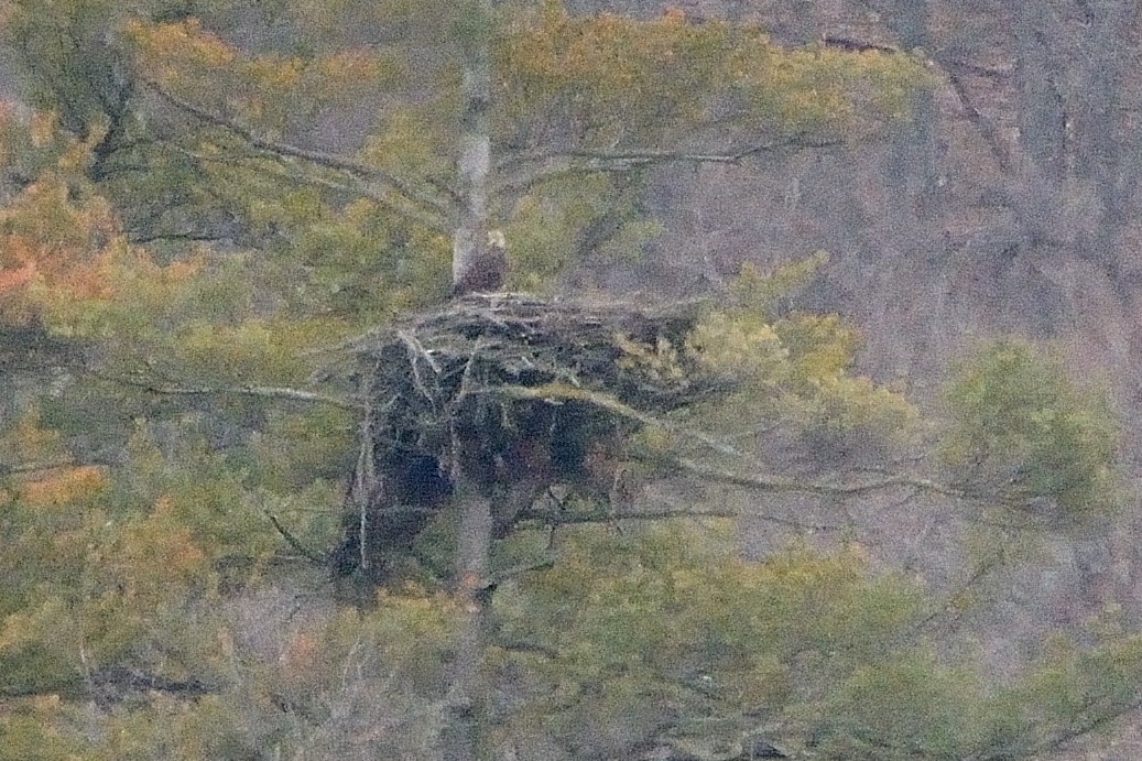 Weißkopf-Seeadler - ML543815561