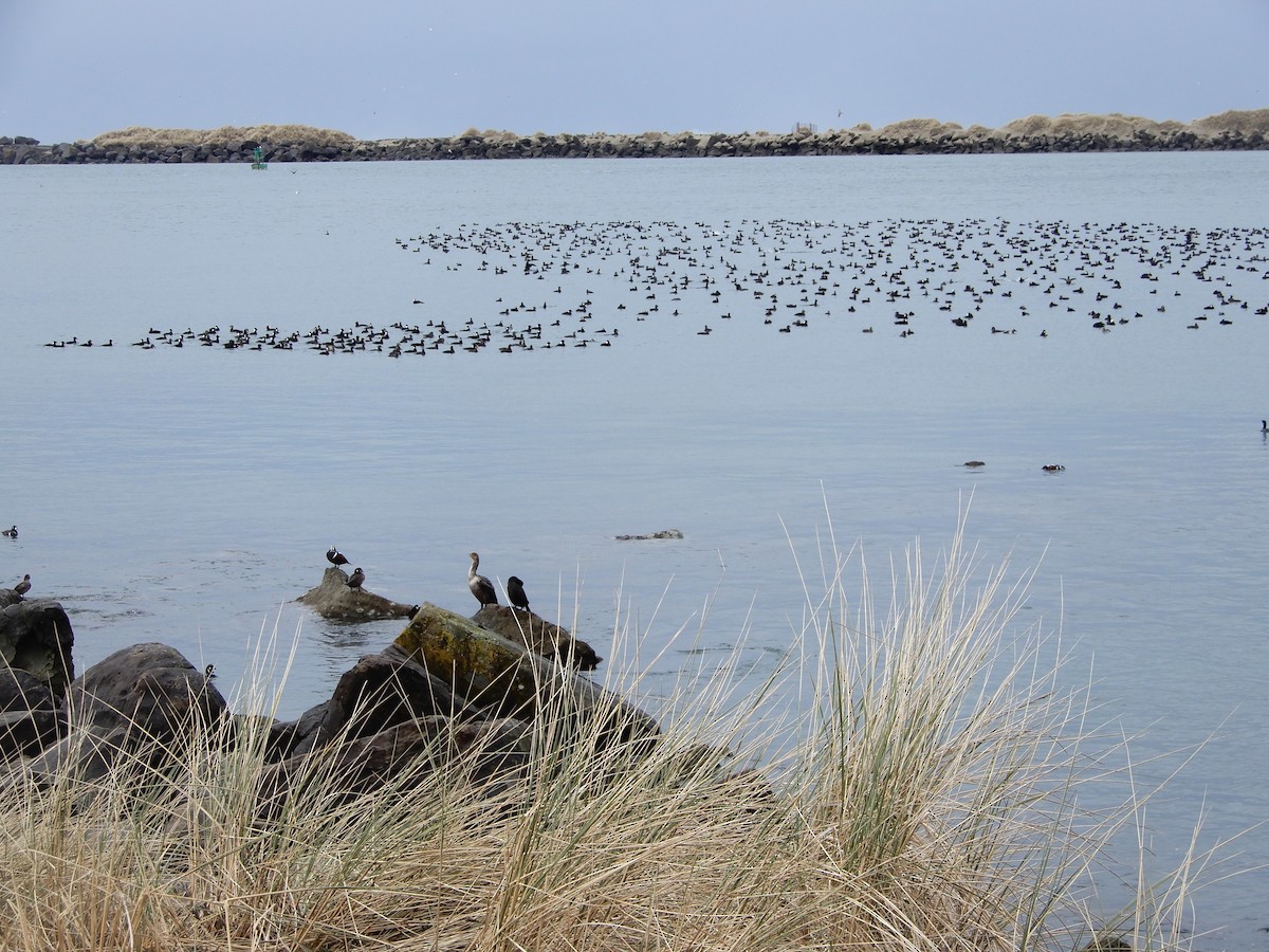 Surf Scoter - ML543816551