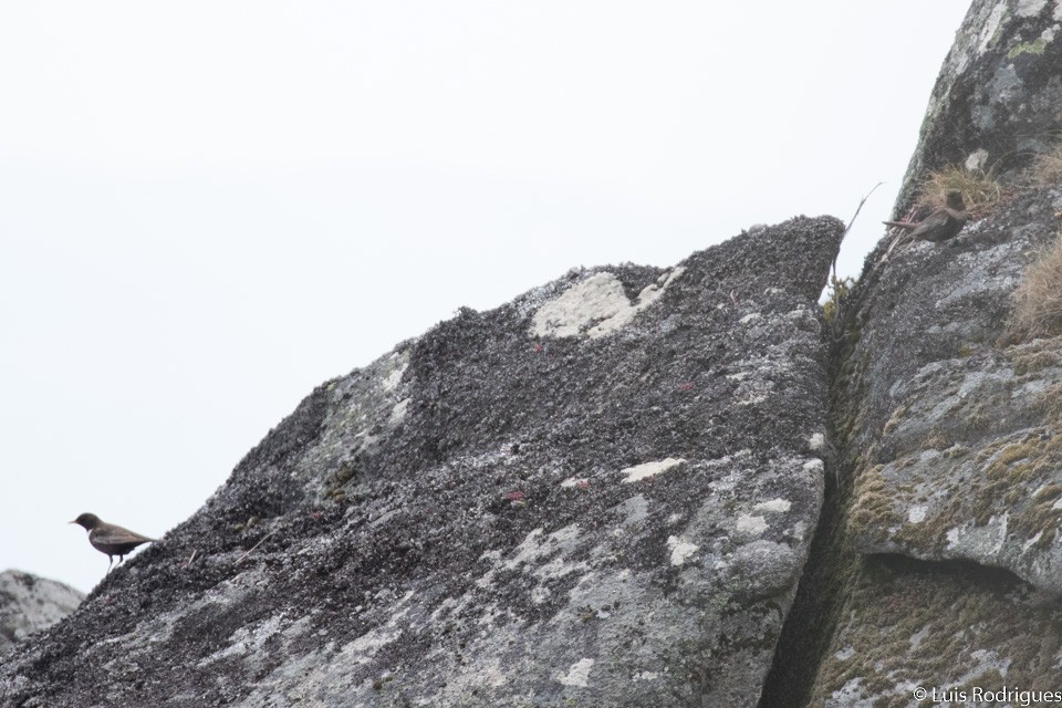 Ring Ouzel - Luis Rodrigues