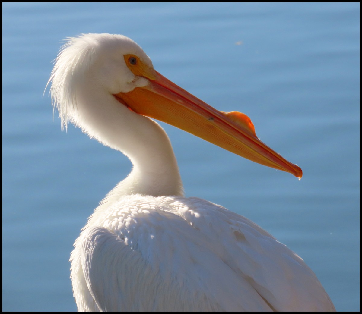 American White Pelican - Peter Gordon