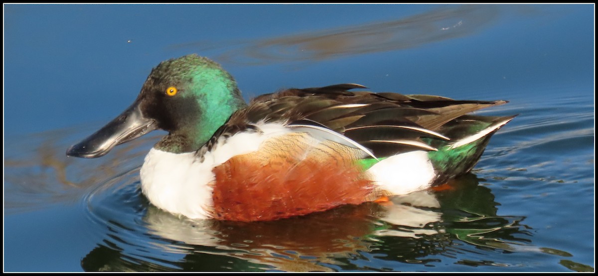 Northern Shoveler - ML543817981