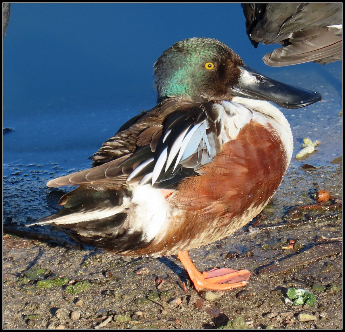 Northern Shoveler - ML543817991