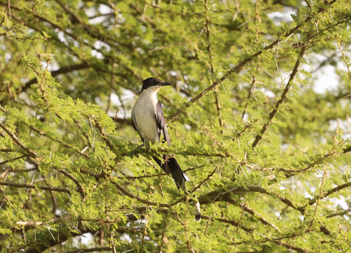 Pied Cuckoo - ML543818231