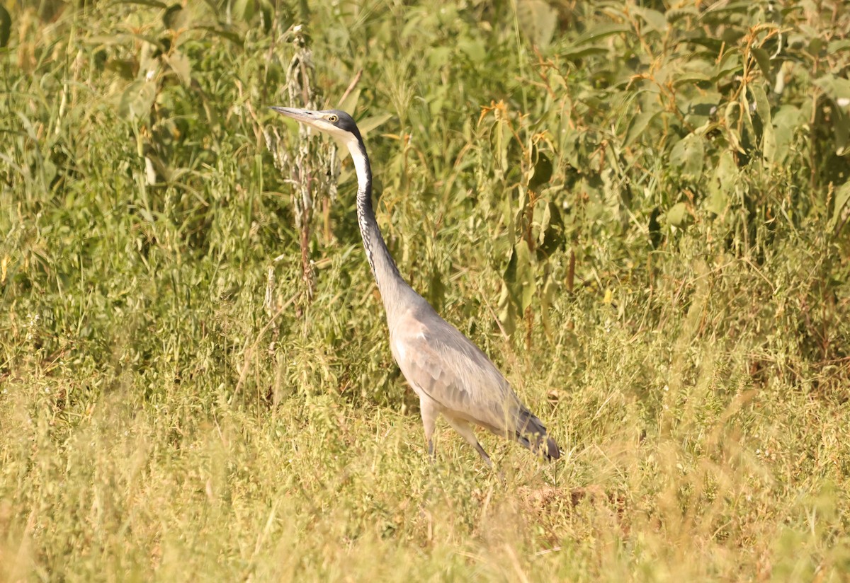 Black-headed Heron - ML543818581